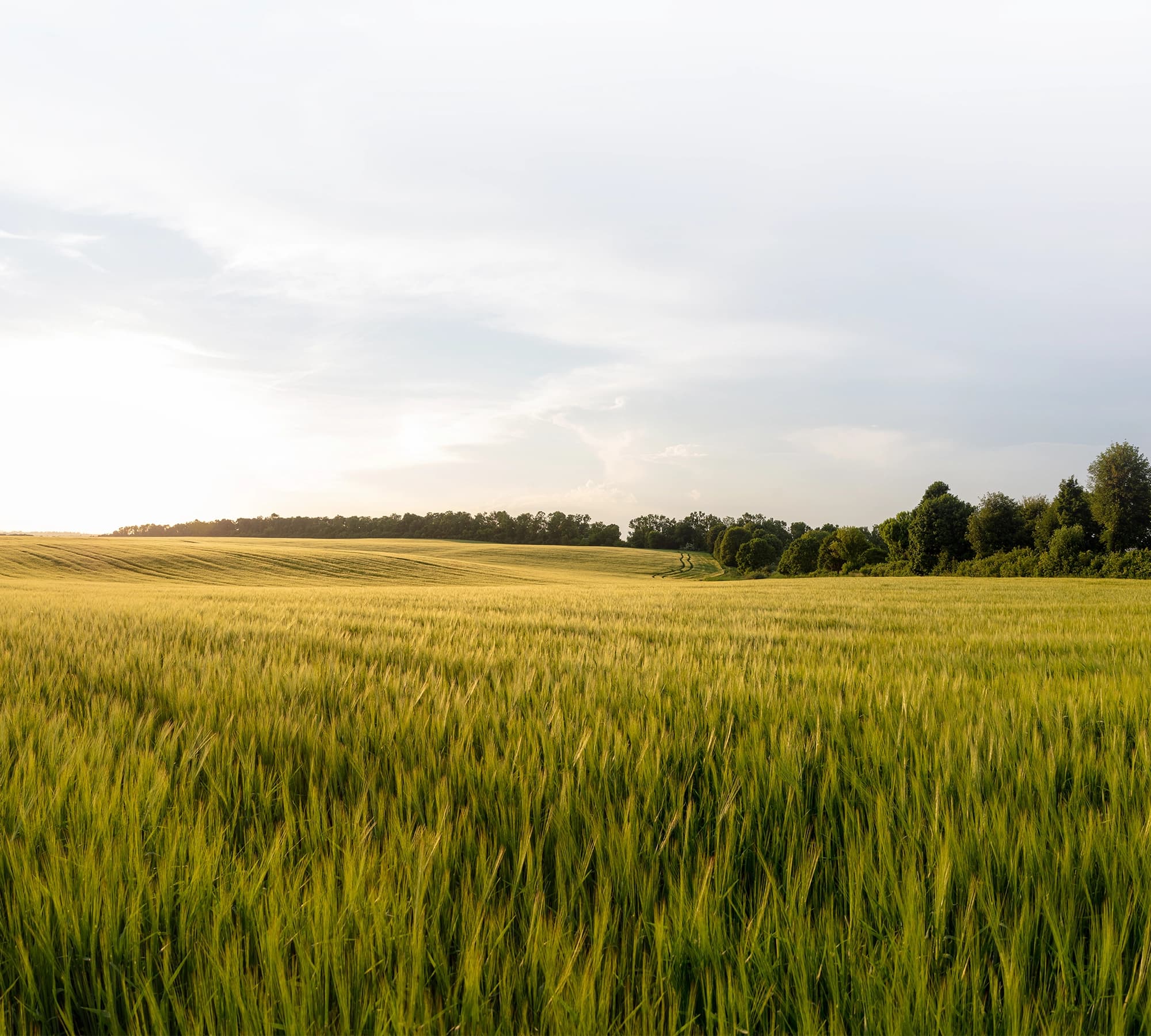 Science-Based Soil Solutions