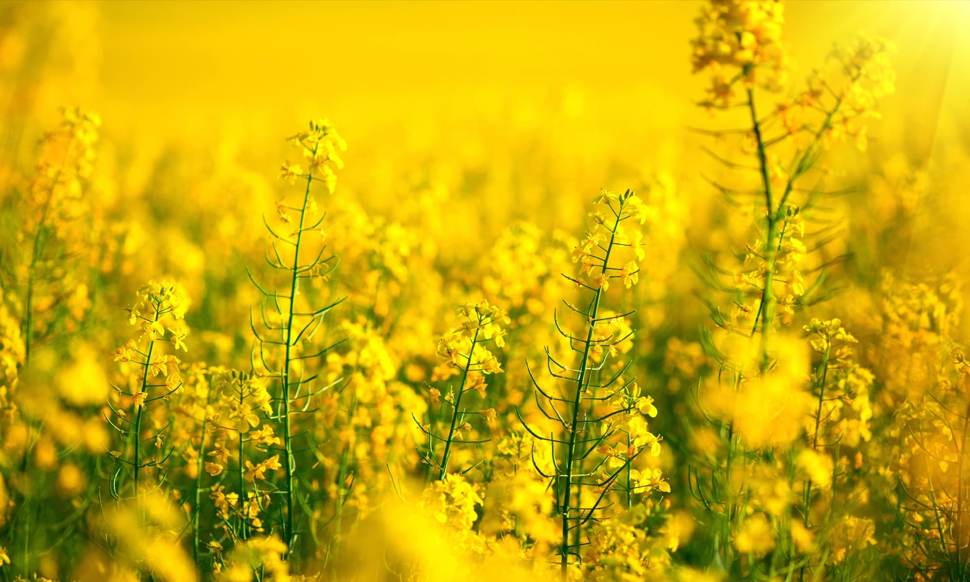 Maximizing Yields & Profits