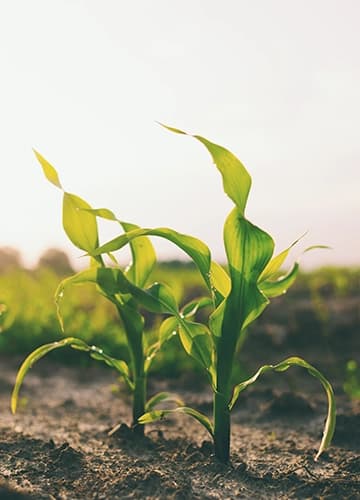 Field application